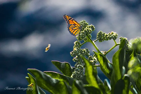 Active Pollinators