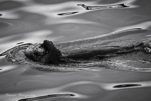 Afternoon Float