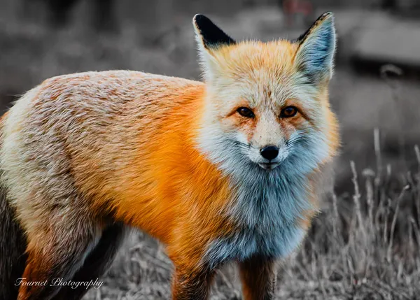 Eyes of the Wild