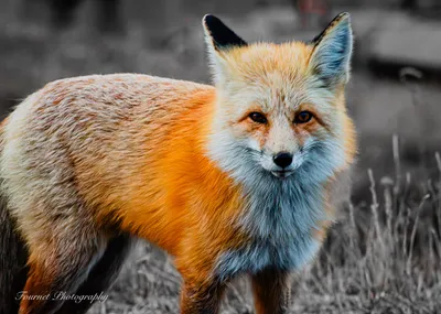 Eyes of the Wild