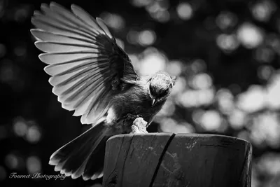 Swift Catch