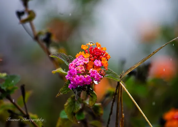Vibrant Rain