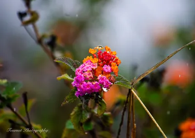 Vibrant Rain