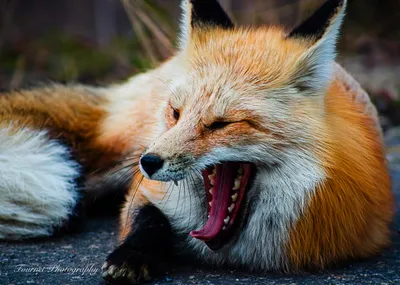 Yawns in Paradise